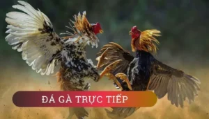 Khám Phá Cách Chơi Đá Gà GA28 Tại 99OK Với Những Tính Năng Mới 2 Khám Phá Cách Chơi Đá Gà GA28 Tại 99OK Với Những Tính Năng Mới