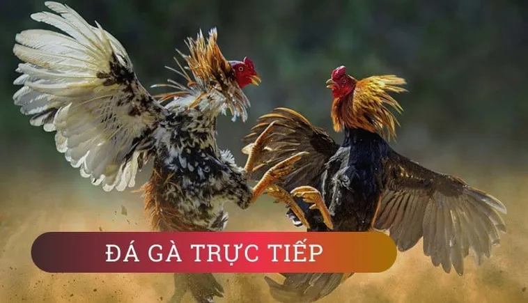 Khám Phá Cách Chơi Đá Gà GA28 Tại 99OK Với Những Tính Năng Mới